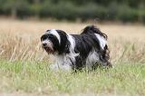 TERRIER DU TIBET 111